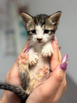 Faith -  Domestic Short Hair Cat for Adoption in Lockhart, Texas - Faith | PetCurious