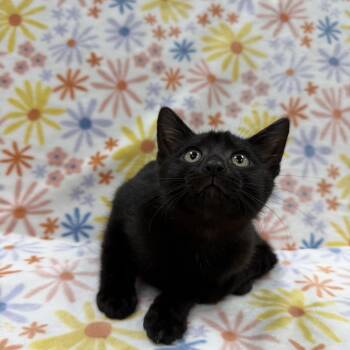 Sequoia -  Domestic Short Hair Cat for Adoption in Columbus, Ohio - Sequoia | PetCurious