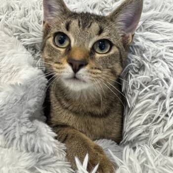 Rescue Domestic Short Hair Cats for Adoption in Puslinch, Ontario - Dallas | PetCurious