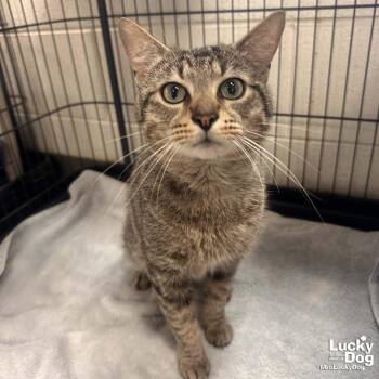 Domestic Short Hair and Tabby Cats Available for Adoption in Washington, District Of Columbia - Dave Thomas | PetCurious