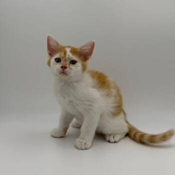 Pickle -  Domestic Short Hair Cat for Adoption in State College, Pennsylvania - Pickle | PetCurious