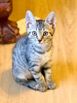 Dorothy -  Domestic Short Hair Cat for Adoption in West Palm Beach, Florida - Dorothy | PetCurious