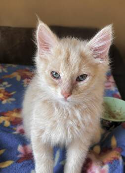 Buff -  Domestic Medium Hair Cat for Adoption in Detroit, Michigan - Buff | PetCurious