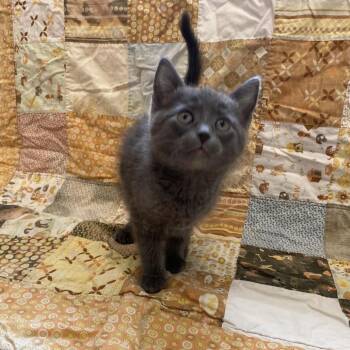 Luna -  Domestic Short Hair Cat for Adoption in Little Falls, Minnesota - Luna | PetCurious