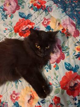 Rescue Domestic Medium Hair Cats for Adoption in Randolph, Alabama - Moon | PetCurious