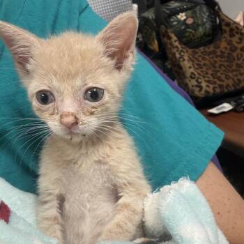 Mickey -  Domestic Short Hair Cat for Adoption in Walker, Michigan - Mickey | PetCurious
