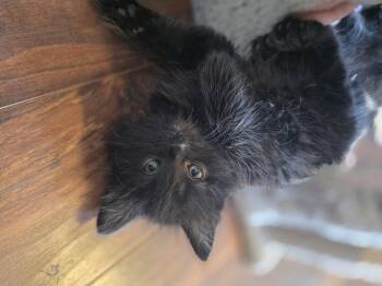 Apollo -  Domestic Medium Hair Cat Available for Adoption in Kennewick, Washington - Apollo | PetCurious