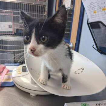 Pushpop -  Domestic Short Hair Cat for Adoption in Kingman, Arizona - Pushpop | PetCurious