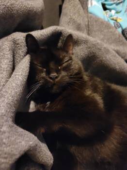 Rescue Bombay Cats for Adoption in Lyons, Illinois - Dizzy | PetCurious