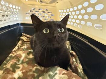 Domestic Short Hair Cats Available for Adoption in Rowlett, Texas - GEMINI | PetCurious