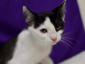 Bitsy -  Domestic Short Hair Cat for Adoption in Portland, Oregon - Bitsy | PetCurious