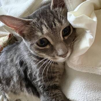 Domestic Short Hair Cats Available for Adoption in Enfield, Connecticut - Munchkin | PetCurious