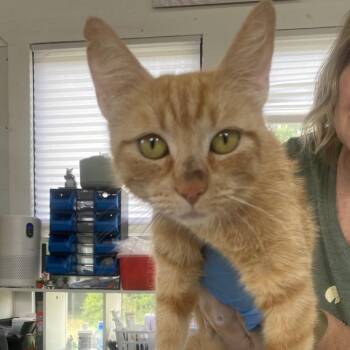 Shelly -  Domestic Short Hair Cat for Adoption in Chapel Hill, North Carolina - Shelly | PetCurious
