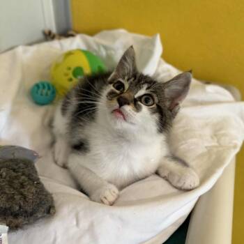 Rescue Domestic Short Hair and Tabby Cats for Adoption in Penn Yan, New York - Quirrel | PetCurious