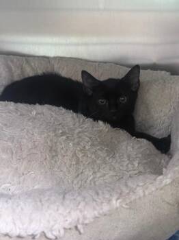Nyx -  Domestic Short Hair Cat for Adoption in Waverly, Tennessee - Nyx | PetCurious