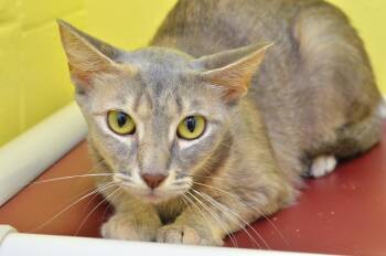 Rescue Domestic Short Hair Cats for Adoption in Sanford, Florida - Paprika | PetCurious