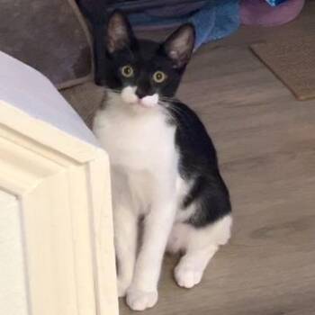 Apallo -  Domestic Short Hair Cat for Adoption in Houston, Texas - Apallo | PetCurious