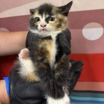 Dotty -  Domestic Short Hair Cat for Adoption in Midland, Texas - Dotty | PetCurious