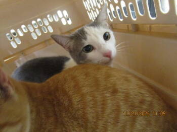 Rescue Domestic Short Hair Cats for Adoption in Marietta, Georgia - Mary (pent6) | PetCurious