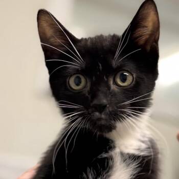 Presto -  Domestic Short Hair Cat for Adoption in Pittsford, Vermont - Presto | PetCurious