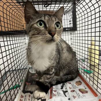 Rhonda -  Domestic Short Hair Cat Available for Adoption in Edinburg, Texas - Rhonda | PetCurious
