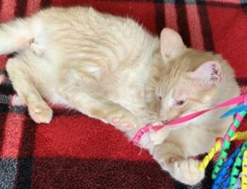 Domestic Short Hair Cats Available for Adoption in Liverpool, Texas - Simba | PetCurious