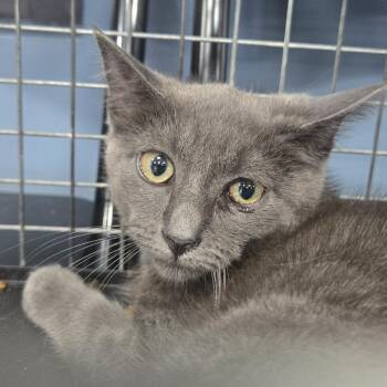 Taco -  Domestic Short Hair Cat for Adoption in Newark, New Jersey - Taco | PetCurious