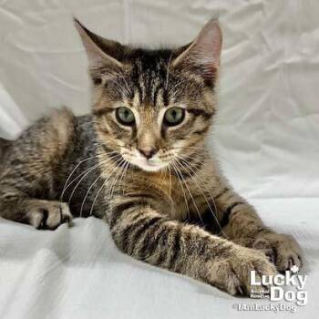Daisy -  Domestic Short Hair Cat for Adoption in Washington, District Of Columbia - Daisy | PetCurious