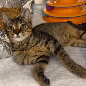 Kiwi -  Domestic Short Hair Cat for Adoption in West Palm Beach, Florida - Kiwi | PetCurious