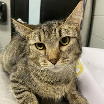 Domestic Short Hair Cats Available for Adoption - You