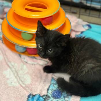 Caniac Combo -  Domestic Short Hair Cat for Adoption in South Elgin, Illinois - Caniac Combo | PetCurious
