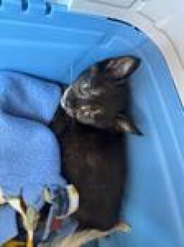 Mamba -  Domestic Short Hair Cat for Adoption in Chico, California - Mamba | PetCurious