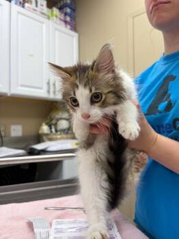 Tony Hawk -  Domestic Medium Hair Cat for Adoption in Liverpool, New York - Tony Hawk | PetCurious