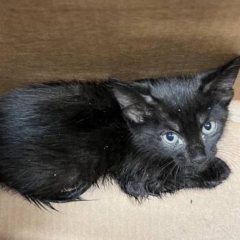 Domestic Short Hair Cats Available for Adoption in Tampa, Florida - Dawn | PetCurious