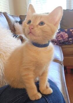 Bowie -  Domestic Short Hair and Tabby Cat for Adoption in Omaha, Nebraska - Bowie | PetCurious