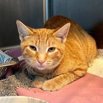 Rescue Domestic Short Hair Cats for Adoption in Matteson, Illinois - Weasley | PetCurious