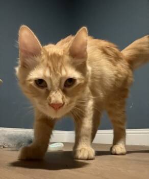 Rescue Domestic Short Hair Cats for Adoption in Fort Worth, Texas - Saramuyo | PetCurious