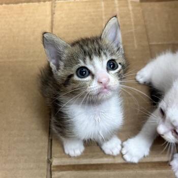 Cheese Itz -  Domestic Short Hair Cat for Adoption in Abilene, Texas - Cheese Itz | PetCurious