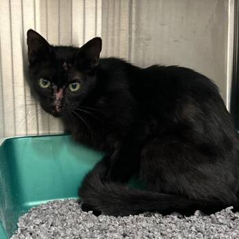 Little League -  Domestic Short Hair Cat for Adoption in League City, Texas - Little League | PetCurious