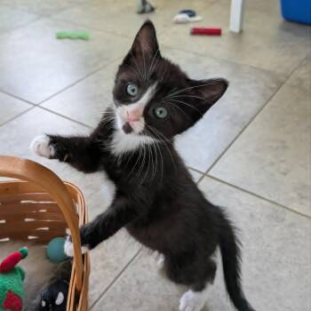 Agnes -  Domestic Short Hair Cat for Adoption in West Olive, Michigan - Agnes | PetCurious