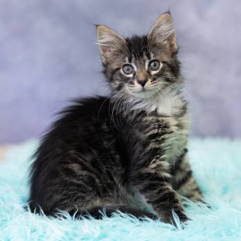 Rescue Domestic Short Hair Cats for Adoption in Saint Paul, Minnesota - Freya Bean | PetCurious