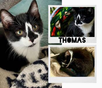 Domestic Short Hair Cats Available for Adoption in Battle Creek, Michigan - Thomas | PetCurious