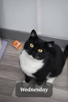 Wednesday -  Domestic Short Hair Cat for Adoption in Morganton, North Carolina - Wednesday | PetCurious