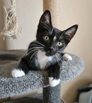 Magic 2 -  Domestic Short Hair Cat Available for Adoption in Tucson, Arizona - Magic 2 | PetCurious