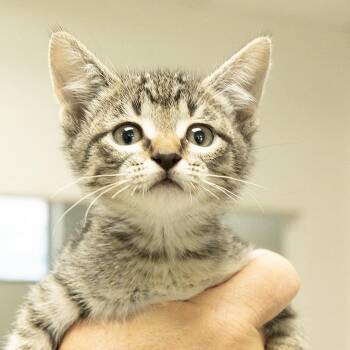 Domestic Short Hair Cats Available for Adoption in Slidell, Louisiana - Twix | PetCurious