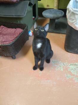 Mars Bar -  American Shorthair Cat for Adoption in Tunica, Mississippi - Mars Bar | PetCurious