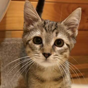 Arya -  Domestic Short Hair Cat for Adoption in Winston-salem, North Carolina - Arya | PetCurious