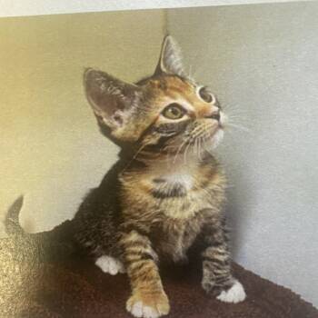 Shiraz -  Domestic Short Hair Cat for Adoption in Lake Jackson, Texas - Shiraz | PetCurious