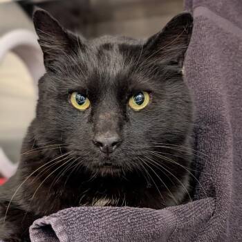 Domestic Short Hair Cats Available for Adoption in Pittsburgh, Pennsylvania - Salem | PetCurious
