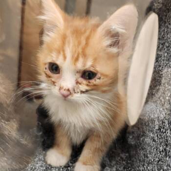 Limerick -  Domestic Short Hair Cat for Adoption in Reno, Nevada - Limerick | PetCurious